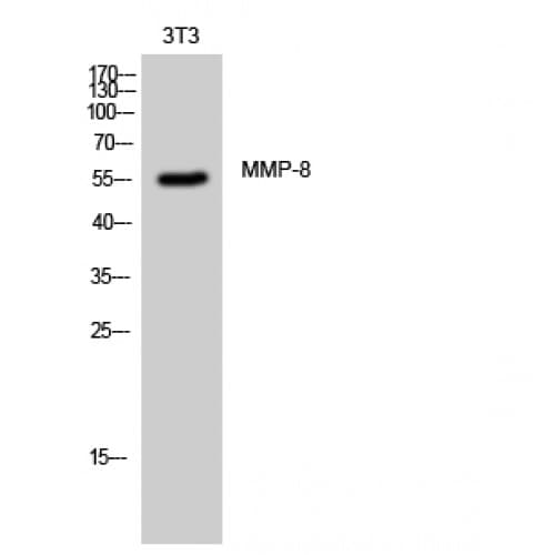 MMP8 Antibody (390-470 aa, C-terminal)