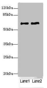 COL9A3 / Collagen IX Antibody