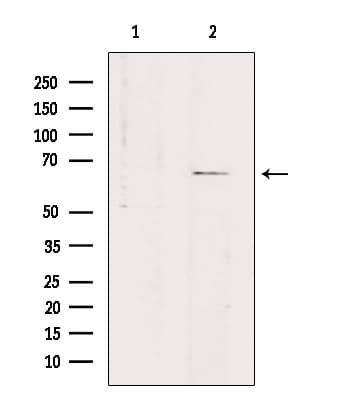 Polyclonal Rabbit anti-Human SLC7A4 Antibody (IF, WB)