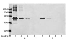 DYKDDDDK Tag Antibody (clone 5A8E5)