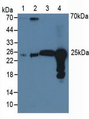 PRDX6 / Peroxiredoxin 6 Antibody (aa1-224, APC)