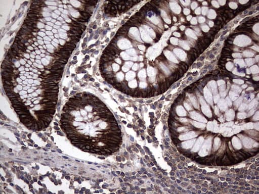 CCL19 / MIP3-Beta Antibody (aa22-98, clone OTI2A12, Carrier-free)
