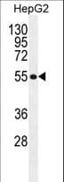 TETRAN / MFSD10 Antibody (aa245-274)