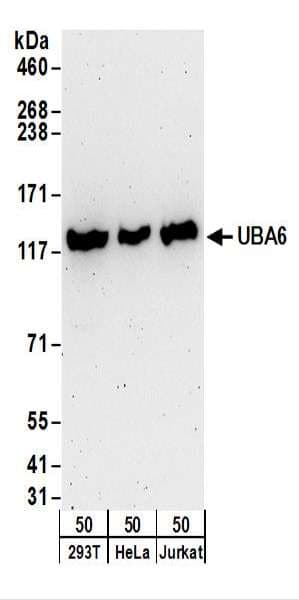 IHC-plus™ UBE1L2 / UBE1L2 Antibody (aa1-50)