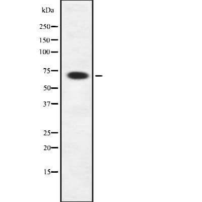 RAB11FIP4 / RAB11-FIP4 Antibody