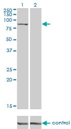 Monoclonal Mouse anti-Human DLG3 / SAP102 Antibody (clone 2B6, WB)