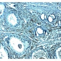 Polyclonal Rabbit anti-Human SPIB Antibody (IHC, IF, WB)