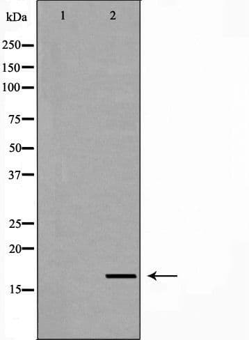 LITAF Antibody