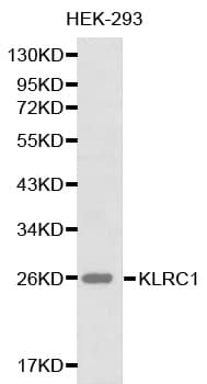KLRC1 / NKG2A / CD159a Antibody