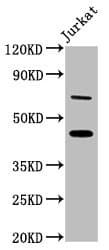 ERI1 / HEXO Antibody