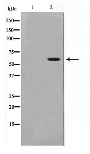 SRC Antibody (phospho-Tyr529)