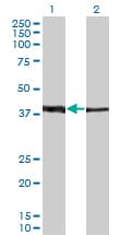Monoclonal Mouse anti-Human ZNF187 Antibody (clone 1D9, WB)