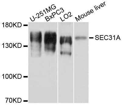 SEC31A / HSPC275 Antibody