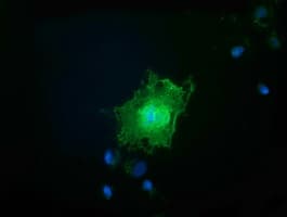 FAM84B Antibody (clone OTI5B5)