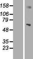 KIAA0391 Protein (Over-Expression Lysate Myc-DDK (Flag))