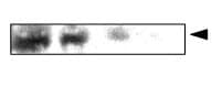 CRYAA / Alpha A Crystallin Antibody (clone C9F2)
