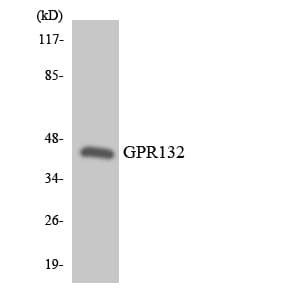 Polyclonal Rabbit anti-Human GPR132 / G2A Antibody (aa301-350, WB)