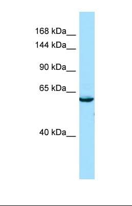 SEC16B Antibody (aa908-957)