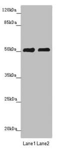 CRBN / Cereblon Antibody
