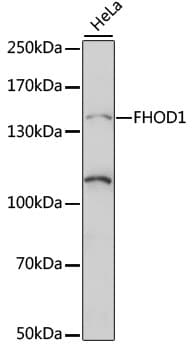 FHOS / FHOD1 Antibody