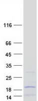 Human MRPL52 Protein (Recombinant Myc-DDK (Flag))
