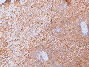 Monoclonal Mouse anti-Human CD40L Antibody (clone CD40LG/2761, Azide-free,BSA-free, IHC)