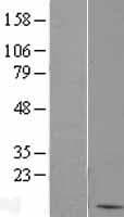 BANF1 / BAF / BCRP1 Protein (Over-Expression Lysate Myc-DDK (Flag))