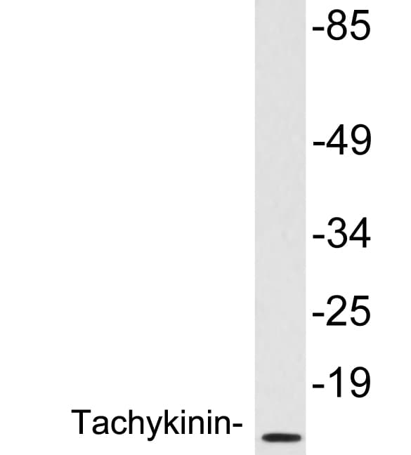 TAC1 Antibody (aa54-103)