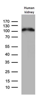 ACE2 / ACE-2 Antibody (aa18-237, clone OTI2G7)