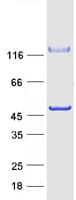 Human C10orf88 Protein (Recombinant Myc-DDK (Flag))