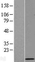 RPL39L Protein (Over-Expression Lysate Myc-DDK (Flag))