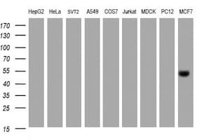 Selenium Binding Protein 1 Antibody (clone OTI3D2)
