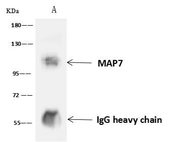 MAP7 Antibody