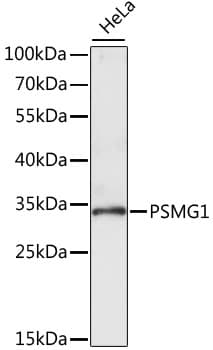 Polyclonal Rabbit anti-Human PSMG1 Antibody (WB)