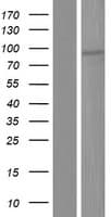 TBC1D12 Protein (Over-Expression Lysate Myc-DDK (Flag))