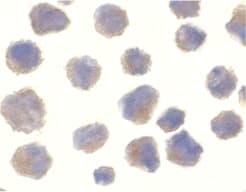 BACE1 / BACE Antibody