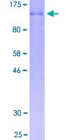 Human BCAS1 / NABC1 Protein (Recombinant GST)