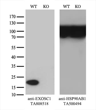 EXOSC1 / CSL4 Antibody (clone OTI1H9)