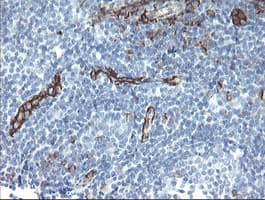 PECAM-1 / CD31 Antibody (clone OTI3H2)