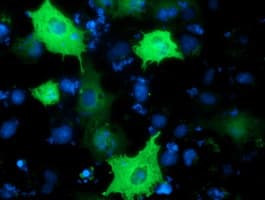 Monoclonal Mouse anti-Human BCAP / PIK3AP1 Antibody (clone OTI7G9, IF, WB)