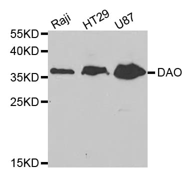 DAO / D Amino Acid Oxidase Antibody