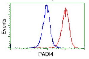 Monoclonal Mouse anti-Human PADI4 / PAD4 Antibody (clone OTI4H5, IHC, IF, WB)