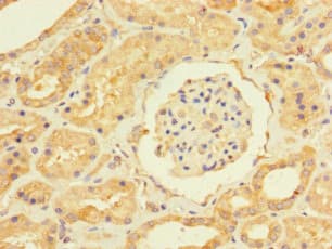 USP5 Antibody
