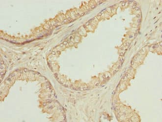OAZ1 / OAZ Antibody