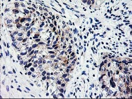 XPNPEP3 Antibody (clone OTI5G2)