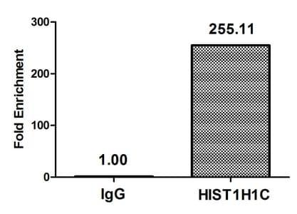 HIST1H1C Antibody