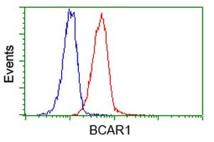 BCAR1 / p130Cas Antibody (clone OTI3A11)