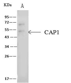 Polyclonal Rabbit anti-Human CAP1 Antibody (IF, WB)