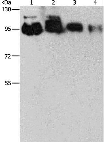 Polyclonal Rabbit anti-Human EPS15L1 / EPS15R Antibody (IHC, WB)