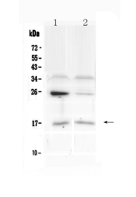 IL1F10 Antibody